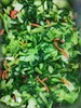 青菜