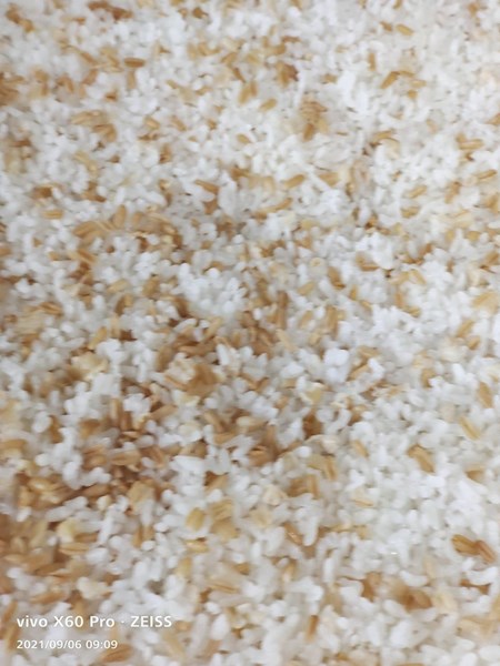 燕麥飯