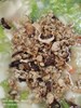 早點肉燥麵疙瘩
