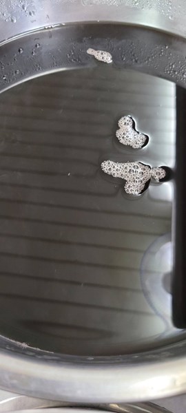 午點決明子飲