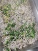 蒸吻仔魚