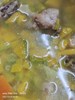 南瓜排骨湯