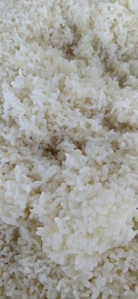午餐-糙米飯