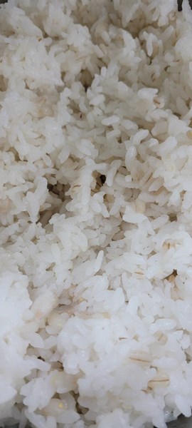 午餐-小薏仁飯