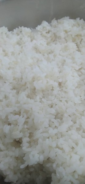 午餐-糙米飯