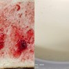 早點-精緻吐司+牛奶