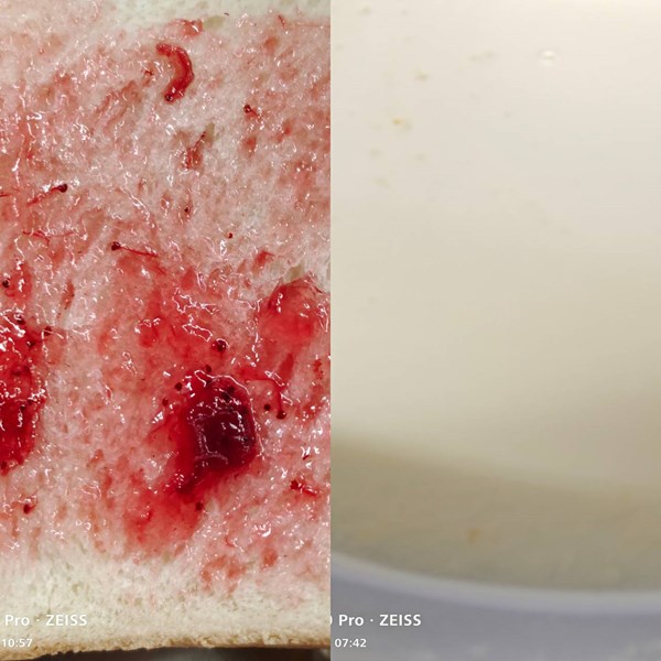 早點-精緻吐司+牛奶
