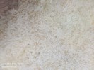 午餐--松子糙米飯