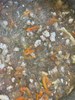 早點--冬菜細粉湯