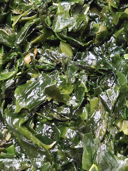 午餐--塔香海芽