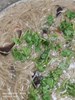 早點--麵線糊