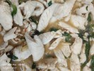 午餐--羅勒魚片