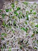 午餐--香炒吻仔魚