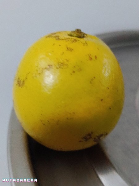 四季水果