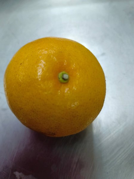 四季水果