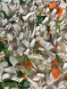 午餐--生炒花枝