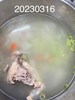 午餐--冬瓜雞骨湯