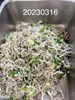 午餐--炒吻仔魚