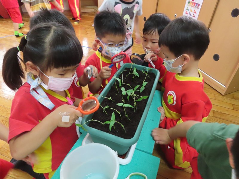 觀察綠豆生長