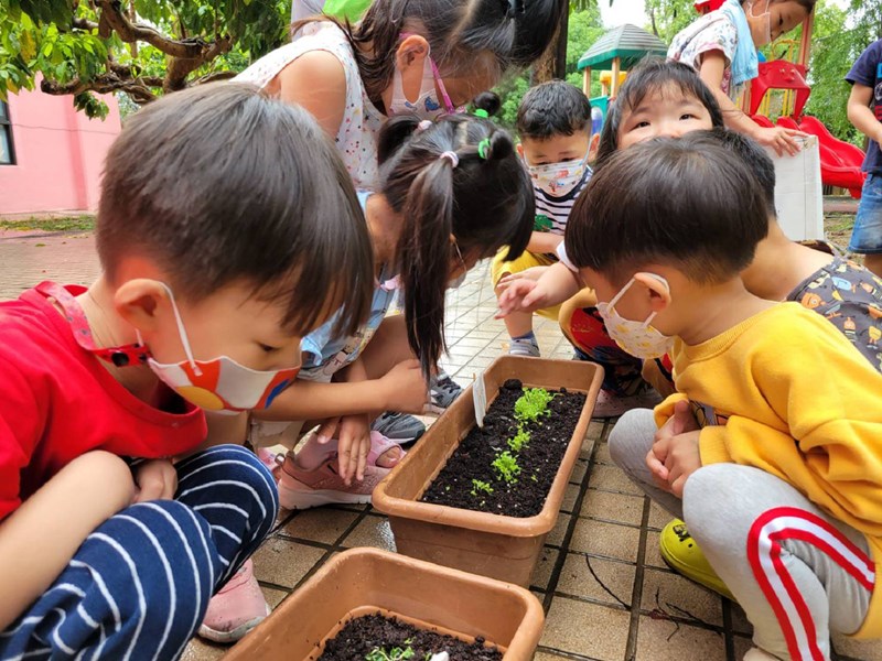 雨後小苗長大了