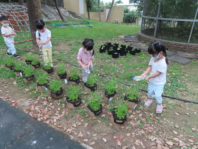 美植袋空心菜澆水