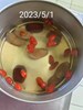 午點--紅棗飲