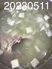 午餐--蒲瓜雞骨湯
