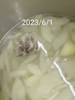 午餐--黃瓜排骨湯