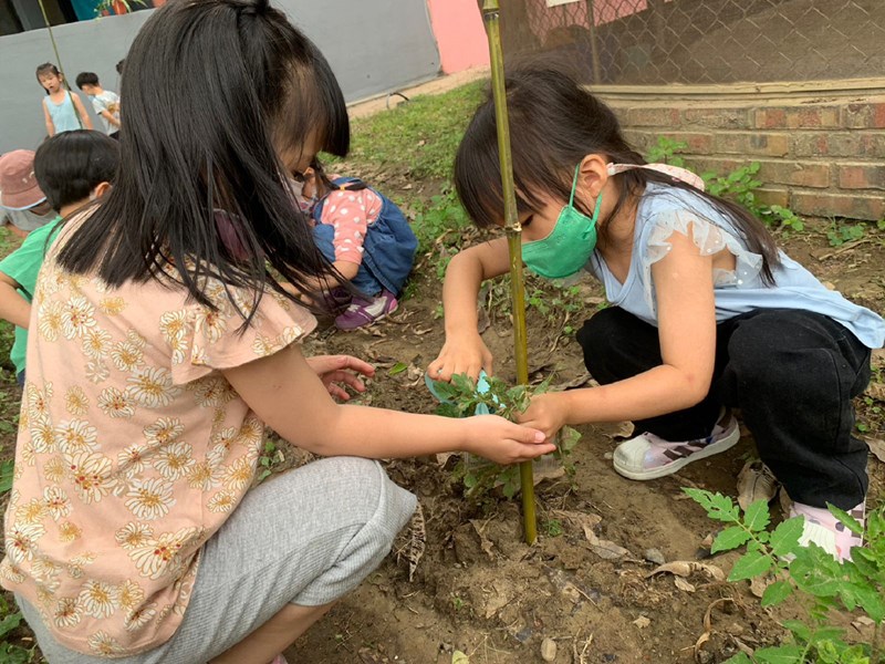 扶番茄計畫-用夾子固定番茄苗