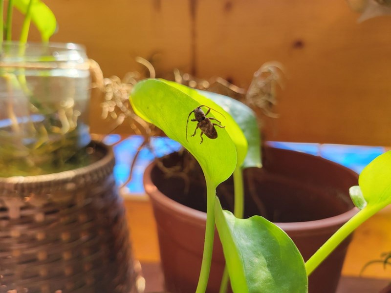 發現植物上面的小客人