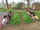 幫麻薏除草