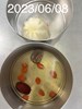 早點--肉包+紅棗飲
