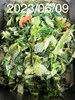 午餐--季節時蔬