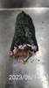 午點--香鬆飯手卷