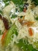 午餐蔥香蛋花湯