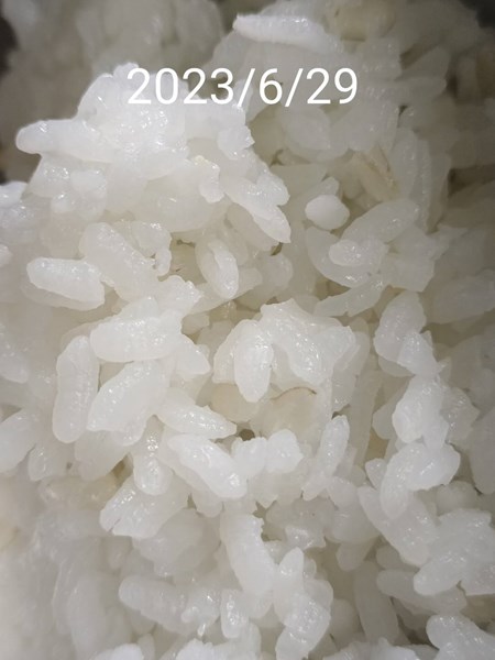 午餐--營養糙米飯