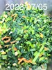 午餐--季節時蔬