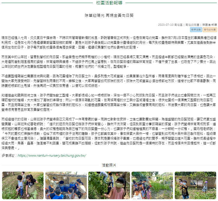 除草迎陽光 再現金黃向日葵