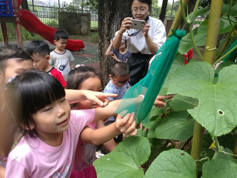 小黃瓜長大了